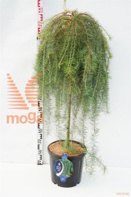 http://twentheplant.nl/tsd/54062_LAKSWEEP_s090c18_1.jpg