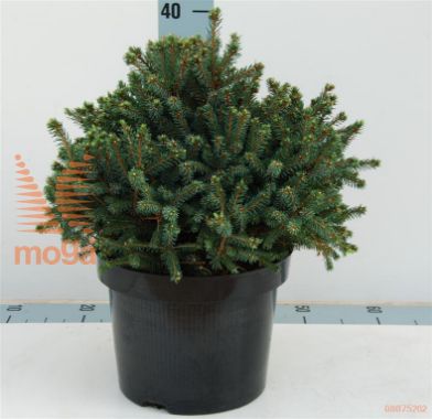 http://twentheplant.nl/tsd/54062_PIGECHIN_8P23030035_1.jpg