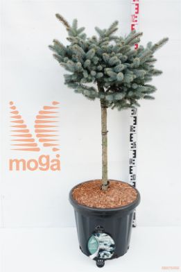 http://twentheplant.nl/tsd/54062_PIPGGLOB_S060C25_1.jpg