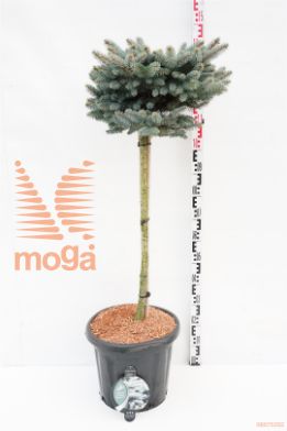 http://twentheplant.nl/tsd/54062_PIPGGLOB_S080C25_1.jpg