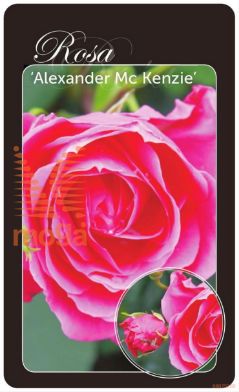 http://twentheplant.nl/tsd/94812_ROAKENZI_BA1KWGRAFTE_1.jpg
