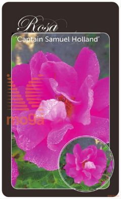 http://twentheplant.nl/tsd/94812_ROCSHOLL_BA1KWGRAFTE_1.jpg