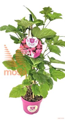http://twentheplant.nl/tsd/91250_RUIRASPB_vp60p21_2.jpg