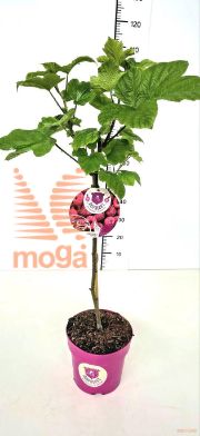 http://twentheplant.nl/tsd/91250_RUIRASPB_s050p21_2.jpg