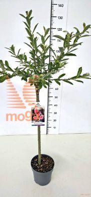http://twentheplant.nl/tsd/91250_SACMASO_S060P21_2.jpg