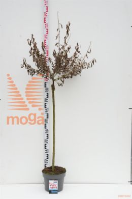 http://twentheplant.nl/tsd/82093_SACMASO_s080p23_1.jpg