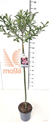 http://twentheplant.nl/tsd/91250_SACMASO_s100p23_2.jpg