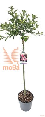 http://twentheplant.nl/tsd/91250_SACMASO_S080P23_2.jpg