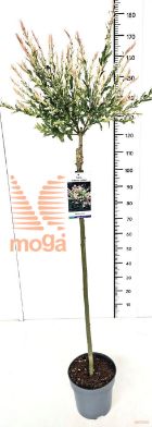 http://twentheplant.nl/tsd/91250_SAIHNISH_S120P26_2.jpg
