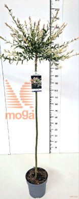 http://twentheplant.nl/tsd/91250_SAIHNISH_S150C10_2.jpg