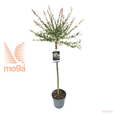 http://twentheplant.nl/tsd/91250_SAIHNISH_s100p23_2.jpg