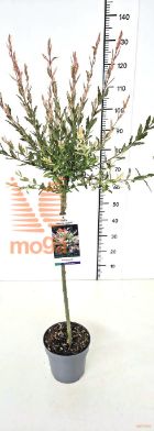 http://twentheplant.nl/tsd/91250_SAIHNISH_S080P23_2.jpg