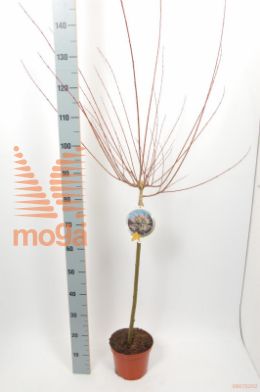 http://twentheplant.nl/tsd/82093_SAIHNISH_S060P19_1.jpg