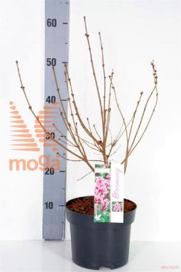 http://twentheplant.nl/tsd/82093_SYFPINK_8P19040050_1.jpg
