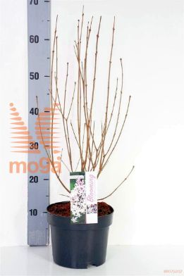 http://twentheplant.nl/tsd/82093_SYFWHITE_8P19040050_1.jpg