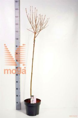 http://twentheplant.nl/tsd/82093_SYFWHITE_S080P23_1.jpg