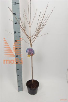 http://twentheplant.nl/tsd/82093_SYMPALIB_S060P19_1.jpg