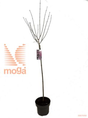 http://twentheplant.nl/tsd/82093_SYMPALIB_S080P23_1.jpg