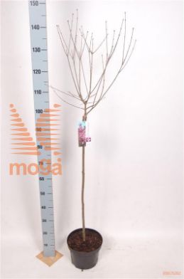 http://twentheplant.nl/tsd/82093_SYVPPERF_S080P23_1.jpg