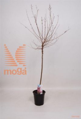 http://twentheplant.nl/tsd/82093_SYVPPERF_S060P19_1.jpg