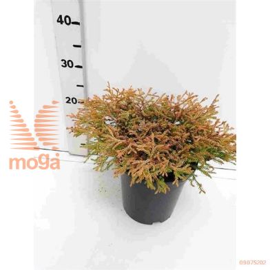 http://twentheplant.nl/tsd/68225_THOGTUFF_8P19025030_1.jpg