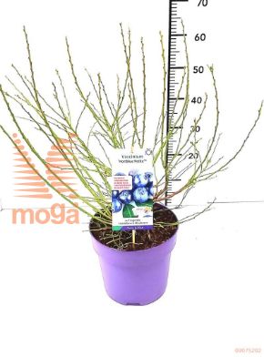 http://twentheplant.nl/tsd/91250_VACHPETI_8p26040060_1.jpg