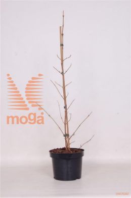http://twentheplant.nl/tsd/82093_VIPKILIM_8P19050060_1.jpg