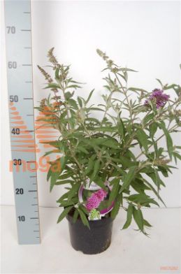 http://twentheplant.nl/tsd/82093_BUBVIOLE_8P19_2.jpg