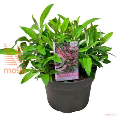 http://twentheplant.nl/tsd/82093_BUDBCLPI_8p19_2.jpg