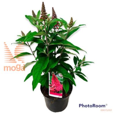 http://twentheplant.nl/tsd/82093_BUDBCLRU_8P19_2.jpg