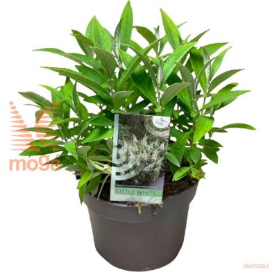 http://twentheplant.nl/tsd/82093_BUDBCLWH_8p19_2.jpg