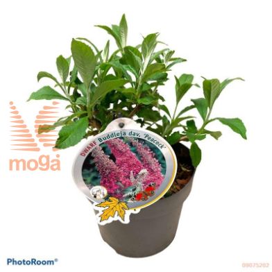http://twentheplant.nl/tsd/82093_BUDPEACO_8P19_2.jpg