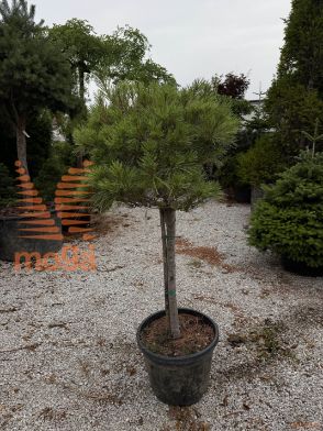 Pinus strobus |Half standard|FI:60-80|C