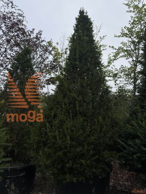 Taxus baccata |350-400|Cone|C