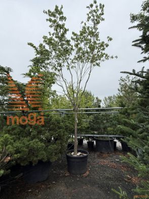 Cornus kousa |20/25|3/4 stem|soliter|C