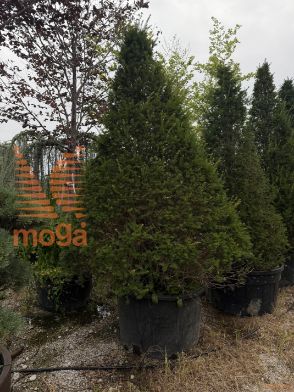 Taxus baccata |300-350|Cone|C