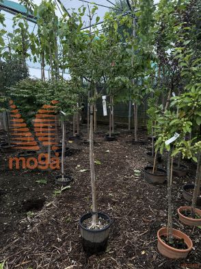 Euonymus alatus "Compactus" |Half standard|FI:20-30|C