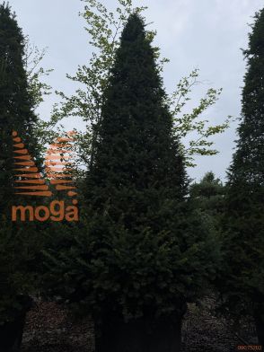 Taxus baccata |400-450|Cone|C