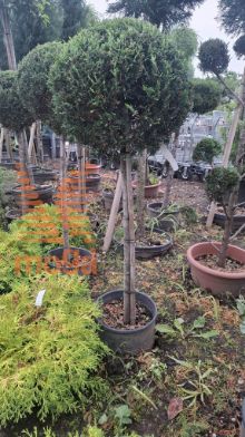 Cupressocyparis leylandii "Castlewellan Gold" |Half standard|FI:30-40|C