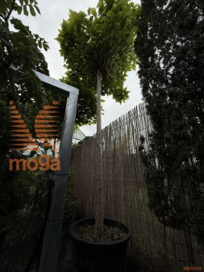 Catalpa bignonioides "Nana" |20/25|High standard|C