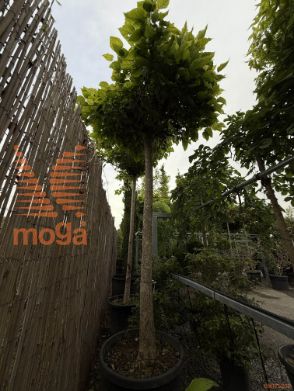 Catalpa bignonioides "Nana" |30/35|C