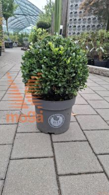 Ilex crenata "Dark Green" |35-40|FI:35-40|Ball|C10