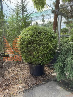 Ilex crenata "Glory Gem" |80-90|FI:80-90|Ball|C