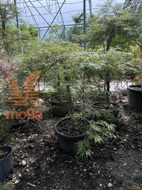Acer palmatum "Dissectum Viridis" |Half standard|FI:80-100|C25