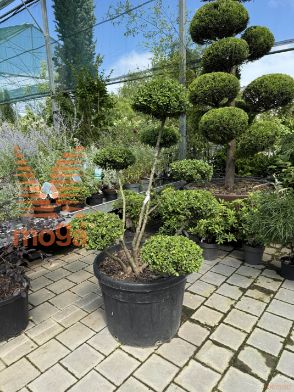 japonska bodika "Hetzii"