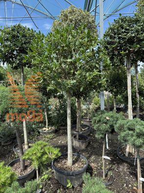 Ilex mutchagara "Nellie R. Stevens" |14/16|Half standard|FI:60-80|extra|C