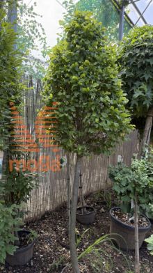 Slika Carpinus betulus "Monumentalis" |12/14|1/2-Std|C