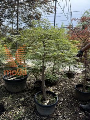 Slika Acer palmatum "Dissectum Stella Rossa" |100/125|1/2-Std|FI:125-150|C