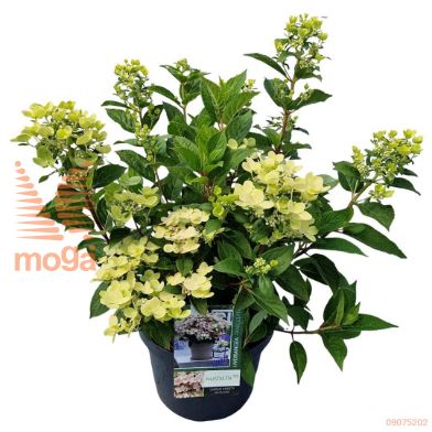 http://twentheplant.nl/tsd/82539_HYPPOLES_8P26030040_2.jpg