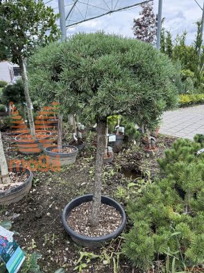 Pinus mugo "Mops" |Half standard|FI:50-60|C
